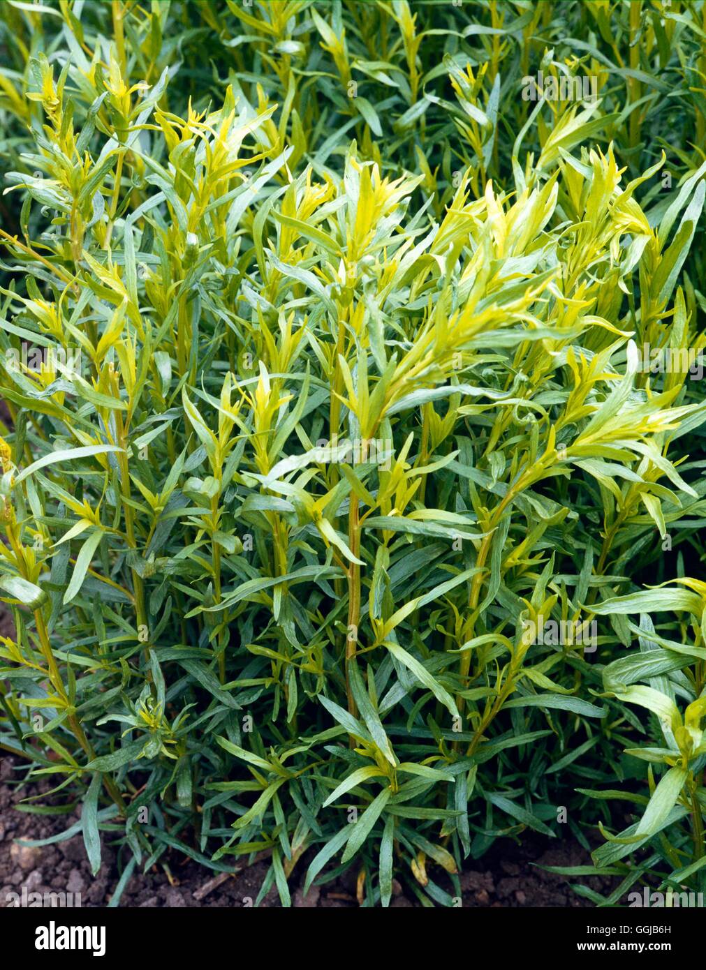 Tarragon French (Artemisia dracunculus `Sativa') HER022636 Stock